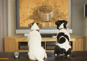 Фото записи DogTV только через Google Play