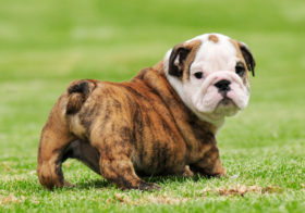 Фото записи Статистика Kennel Club